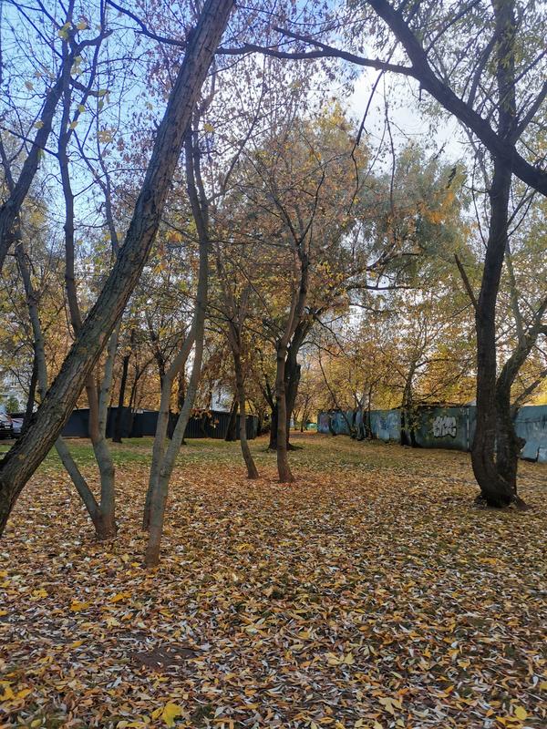 Порывистый ветер гоняет облетевшую листву. Не зря ветер поднялся: зима идёт.