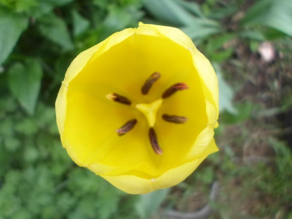 Центр в начале цветения.