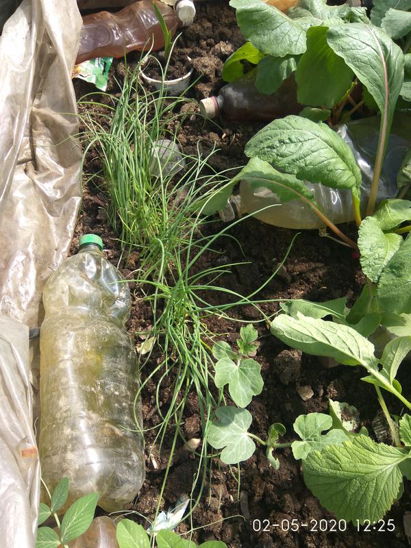 Подрастают...