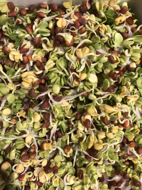 Пророщенный дайкон