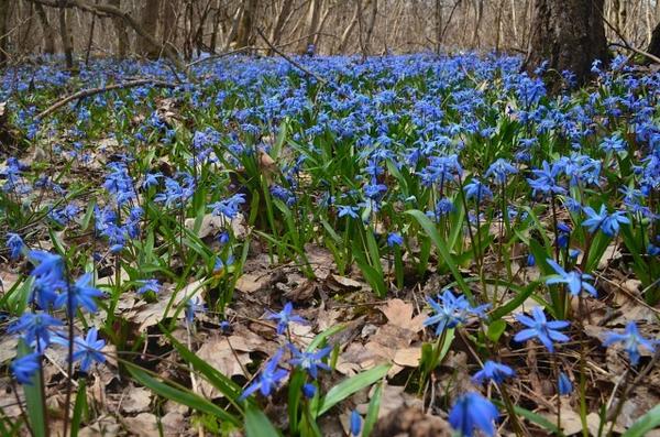 Пролеска (сцилла)