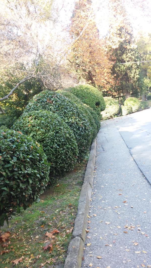 Вот такие симпатяги растут у нас в парке.