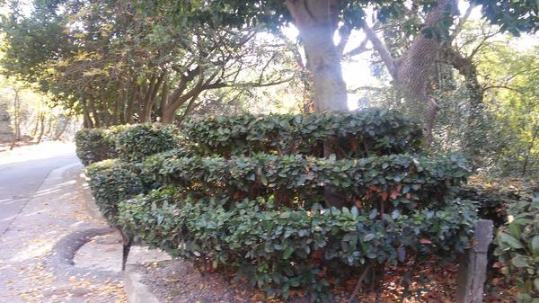 Лавр благородный. Фото сегодня. Топиарная стрижка на переднем плане и далее свободно растущие кусты лавра.