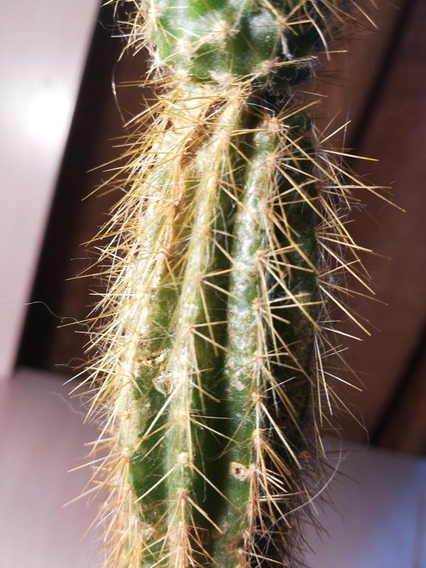 На фото ржавый налет на верхней части под детской кактуса, я не знаю что делать. Помогите пожалуйста.