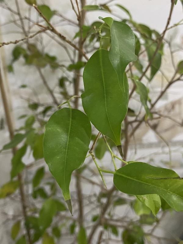 Это близкое фото первого