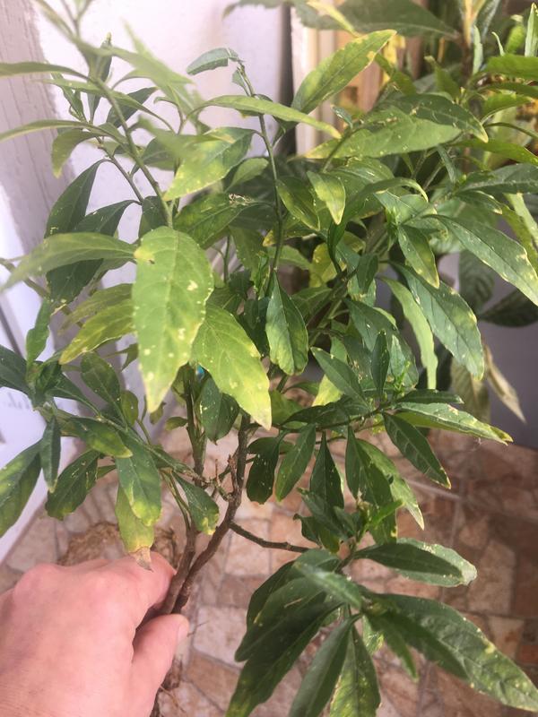 Какое растение на фото?