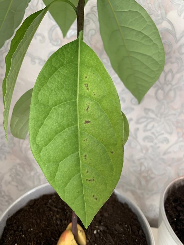 Почему у авокадо сохнут листья по краям: причины и способы решения проблемы