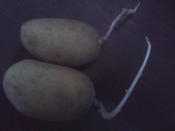 По какой причине у моей картошки тонкие ростки и их мало? - ответыэкспертов 7dach.ru