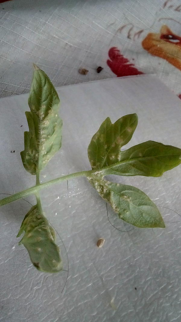 Определить патогена на листе томата