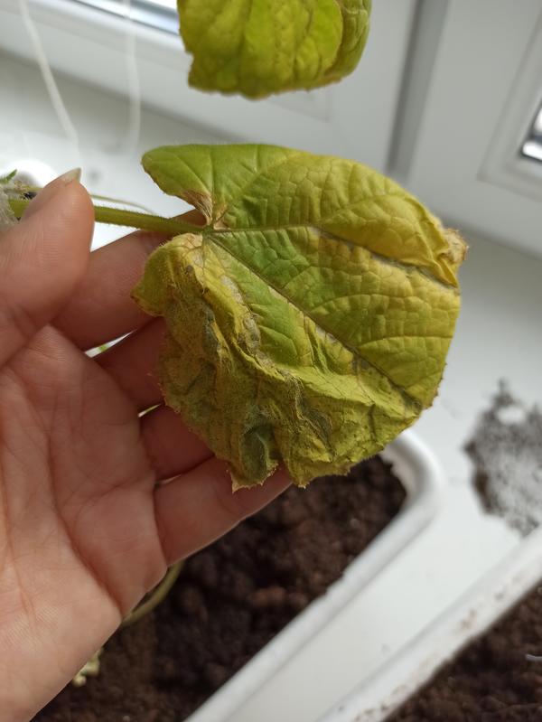 Листья огурцов