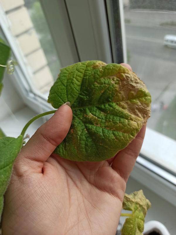 Листья огурцов