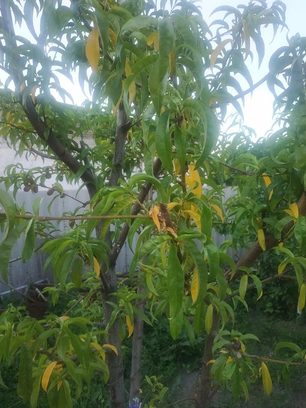 Персику три года. В этом после того, как завязались плоды, листья стали сильно желтеть и опадать. Да и зеленые гораздо светлее, чем на других деревьях.