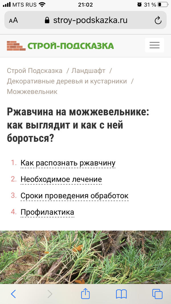 Ржавчина можжевельника