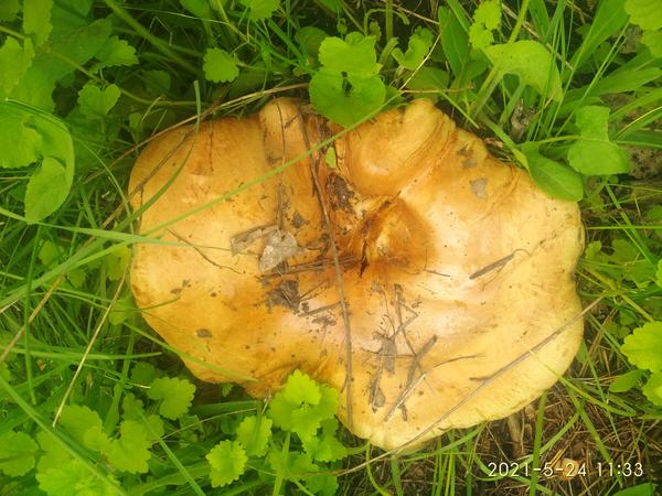 Этот гриб растет на даче под березой