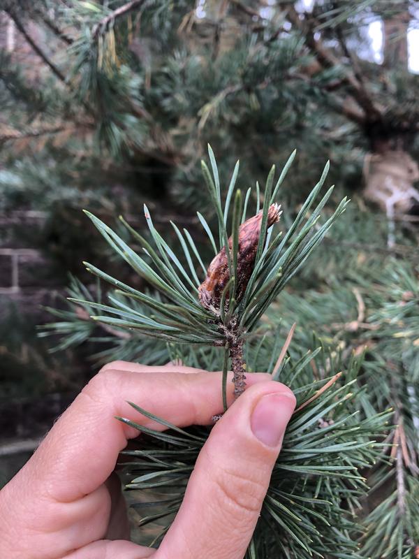 Нераскрыашаяся почка, которая тоже внутри съедена