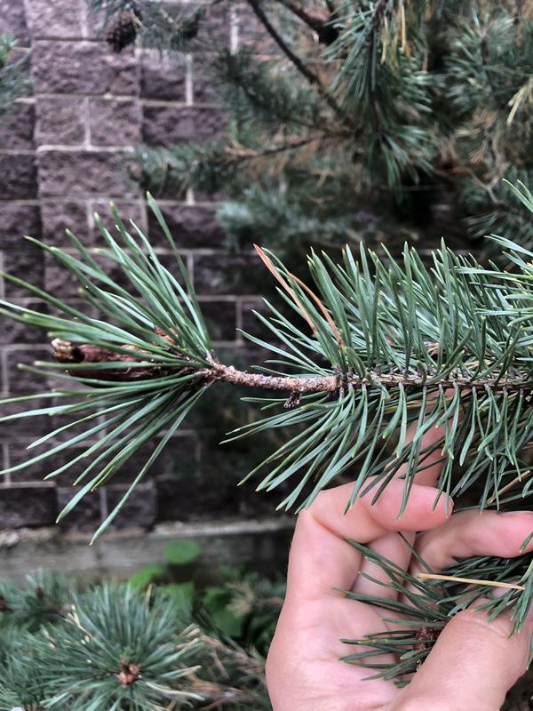 Прошлогодний прирост тоже без хвои