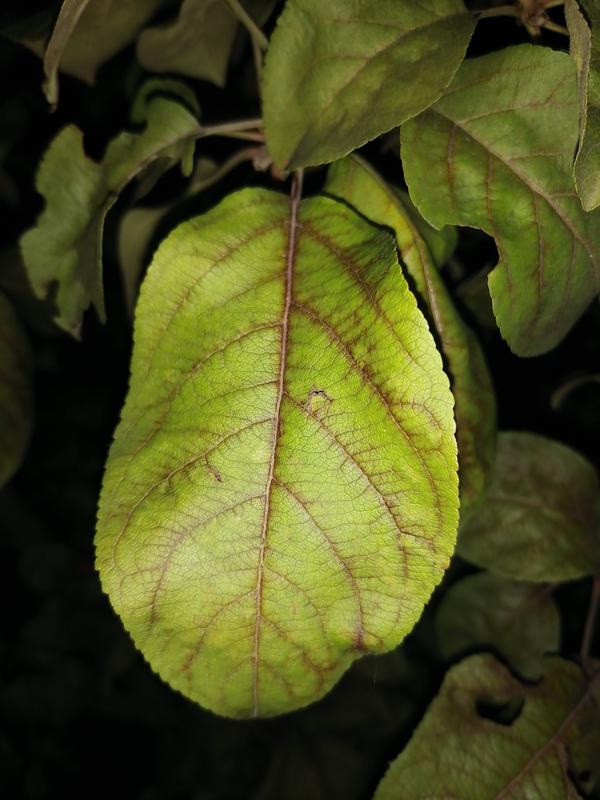 Лист яблони