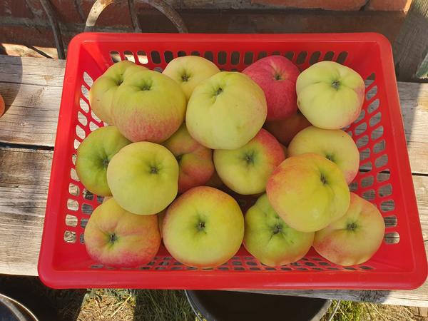 Яблоки очень крупные, не очень сильный аромат, сочные, кисло-сладкие, с толстой плодоножкой, сразу "ржавеют" при разрезе. Помогите, пожалуйста, определить сорт.