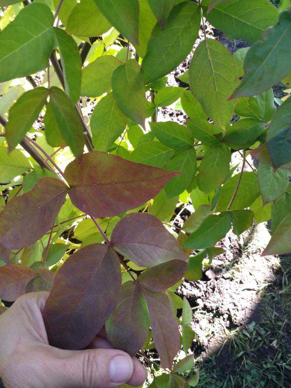 Фото сейчас, сентябрь, бОльшая часть листьев ещё зелёная, а некоторые уже красно-коричневые.