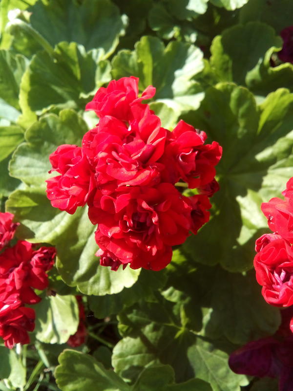 С ДНЁМ РОЖДЕНИЯ, ИННА!