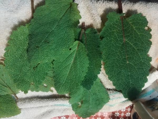 Срезанные листья шалфея лекарственного