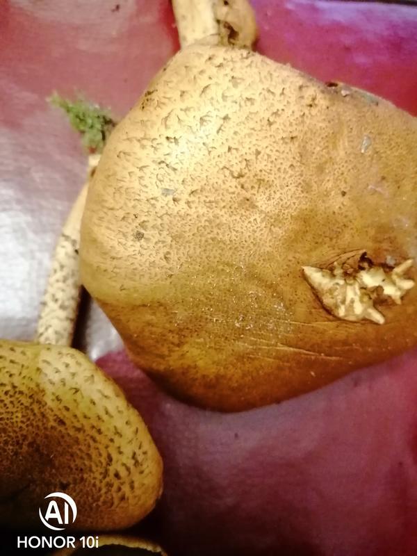 грибы