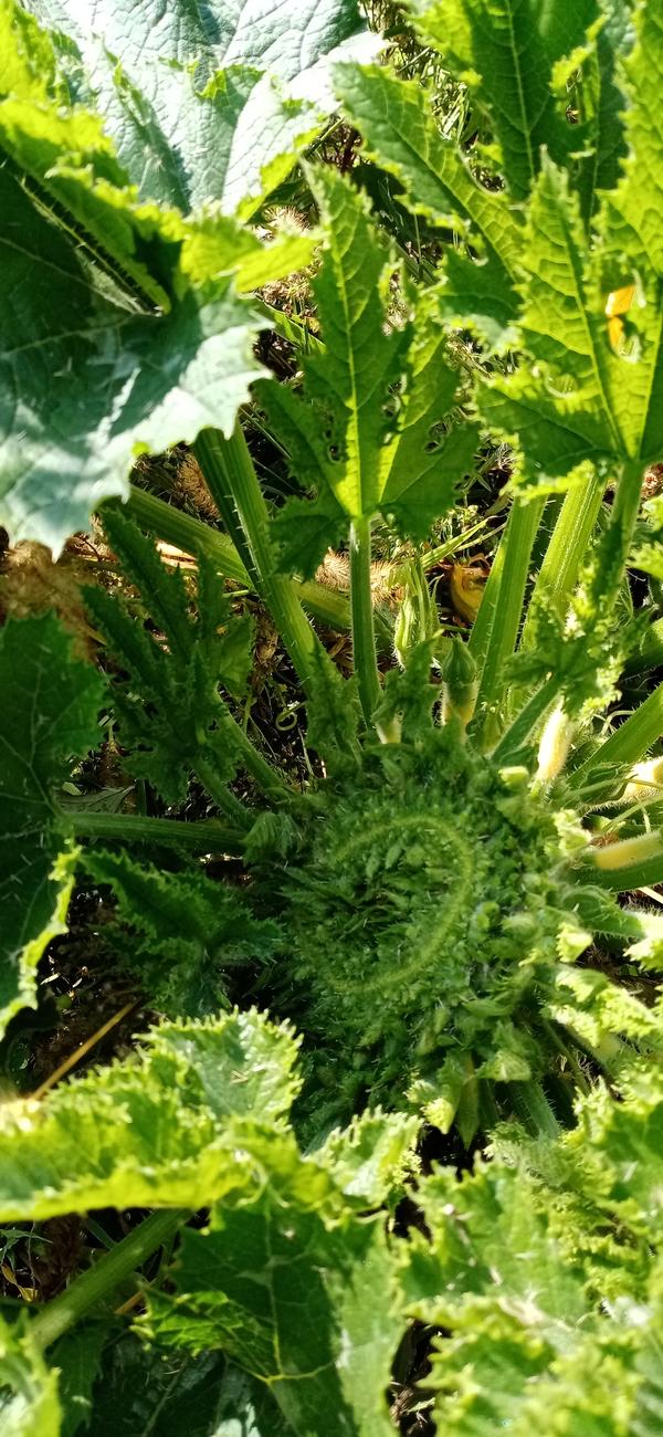 Точка роста кабачка по кругу вся в цветоносх