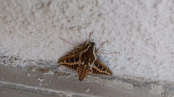 Как называется эта бабочка?