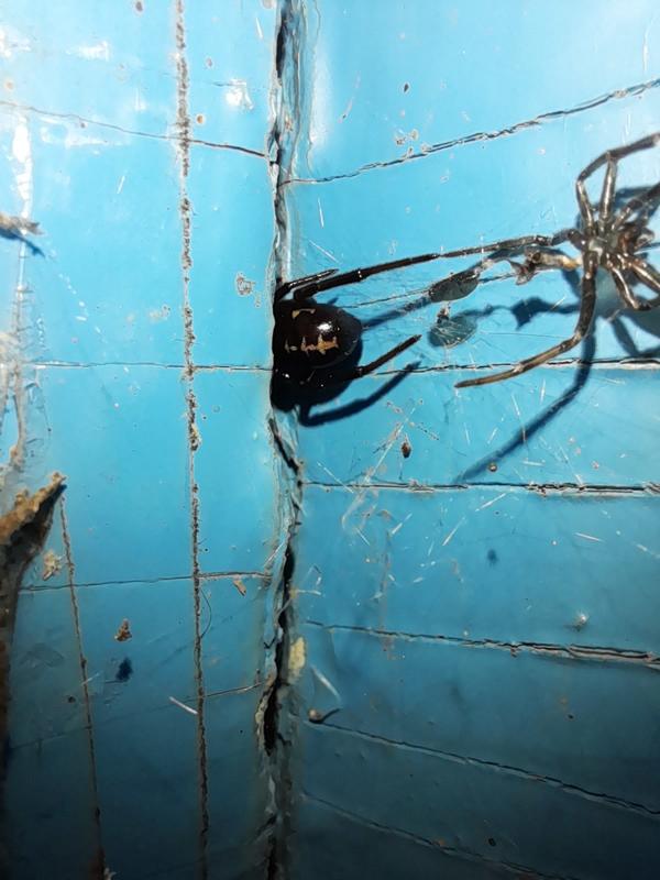 Черный паук на фото миллиметра 3-4, голову не увидела,  окрас его меня пугает. Если кто знает подскажите опасен или нет. Фото было сделано в Краснодарском крае, город Темрюк