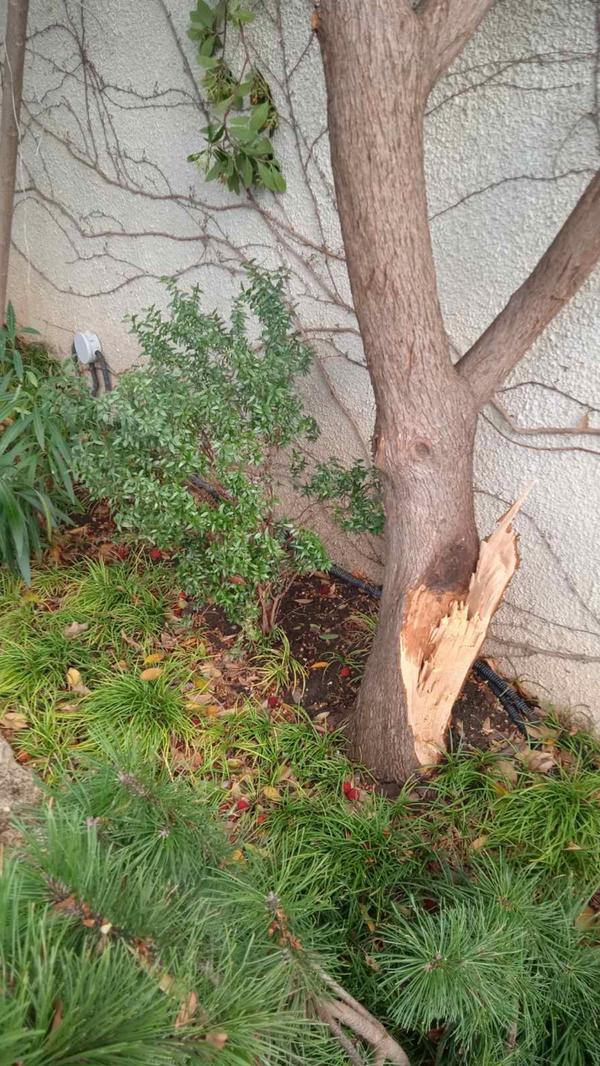 29 ноября в Крыму был сильный ветер,одним из таких порывов отломало нижнюю ветку у земляничника крупноплодного. Как спасти дерево?