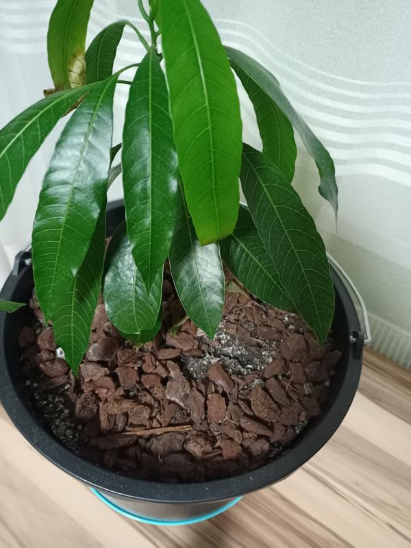 Растение манго