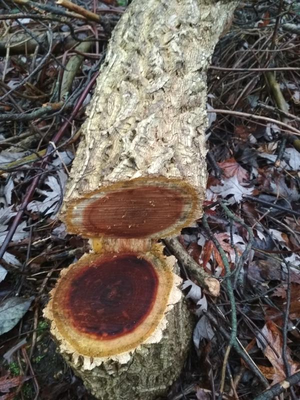 На фото это дерево в разрезе,  хорошо видна древесина и кора