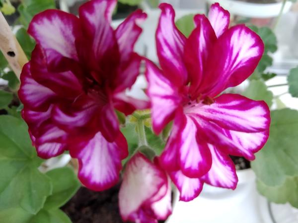 Nixe плющелистная