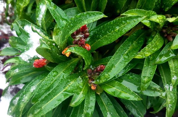 продолжает выкидывать все новые, и новые бутоны, не обращая внимание на мороз