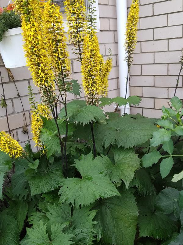 Прекрасный бузульник, растущий на северной стороне