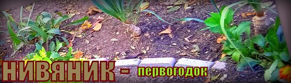 Нивяник от посева весной 2021 года : имеет росточки к 20 см роста... Жду цветения летом 2022 года... Требует рассаживания...
