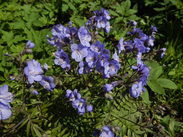 Как вырастить синюху: виды, уход и способы размножения