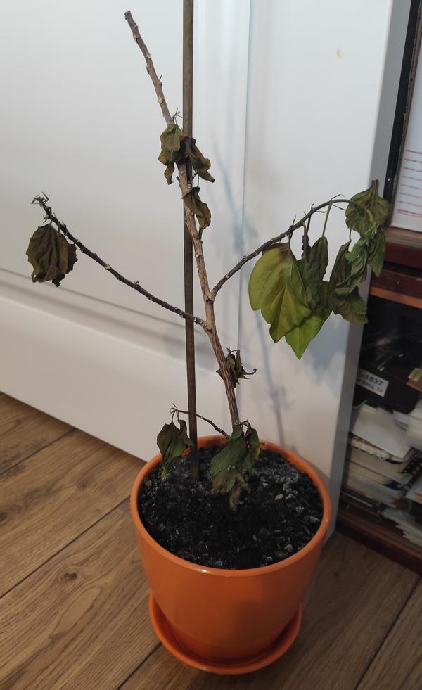 Цветок гибискус