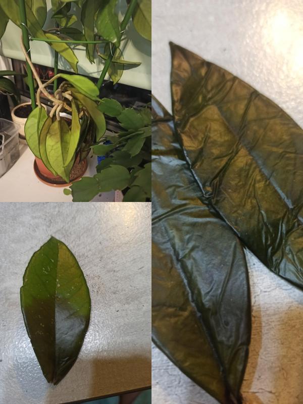 Растение и его "больные" листы