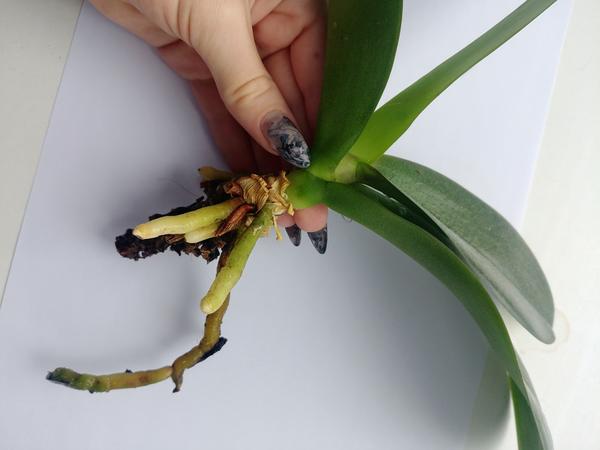 Орхидея + корни