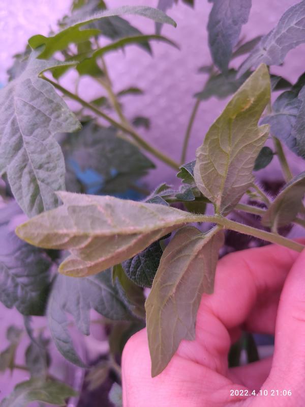Белые точки на листе томата
