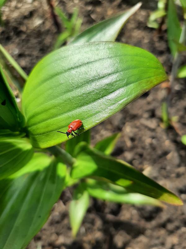 Красный жук на лилии