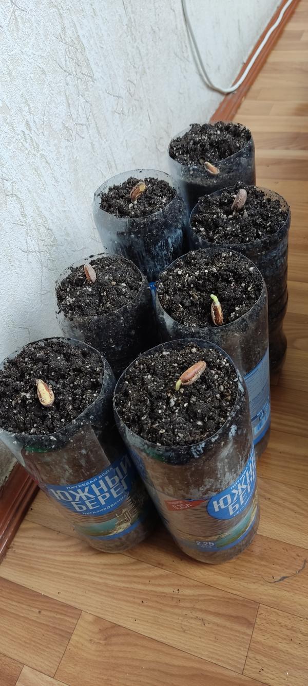 Pinus maximartinezii — Сосна крупноплодная