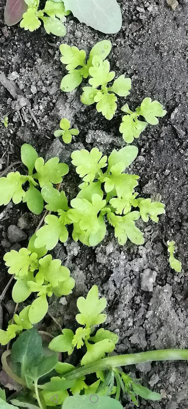 Травка в огороде выросла, не пойму что за травка имеет запах, подскажите, Знатоки.
