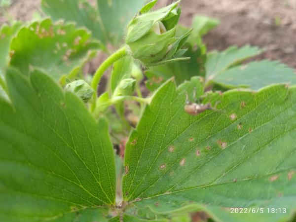 Вот такие жучки появились на виктории, как с ними бороться?