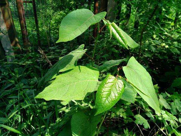 Неизвестное растение