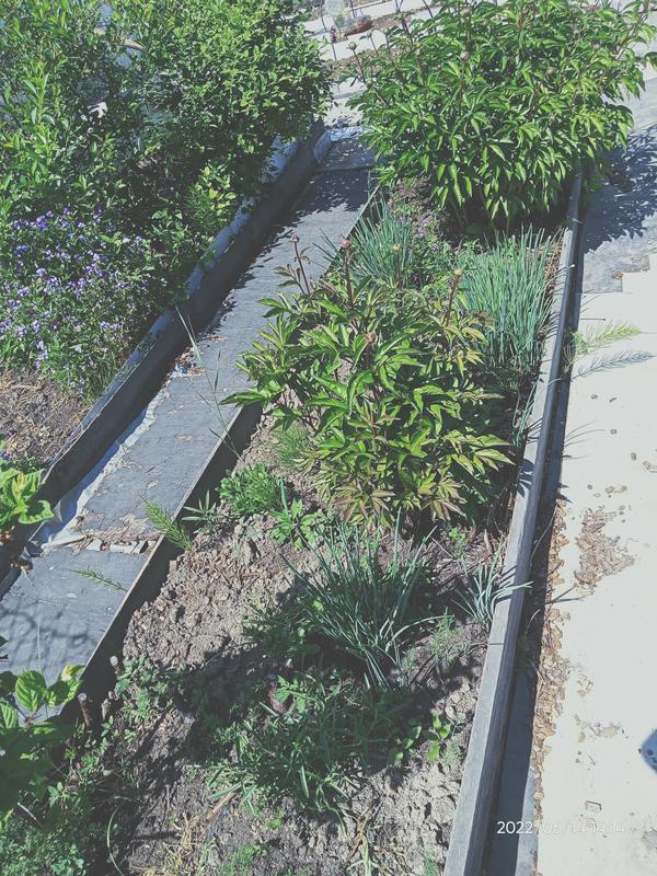 У нас такой. Растёт, где пристоится.