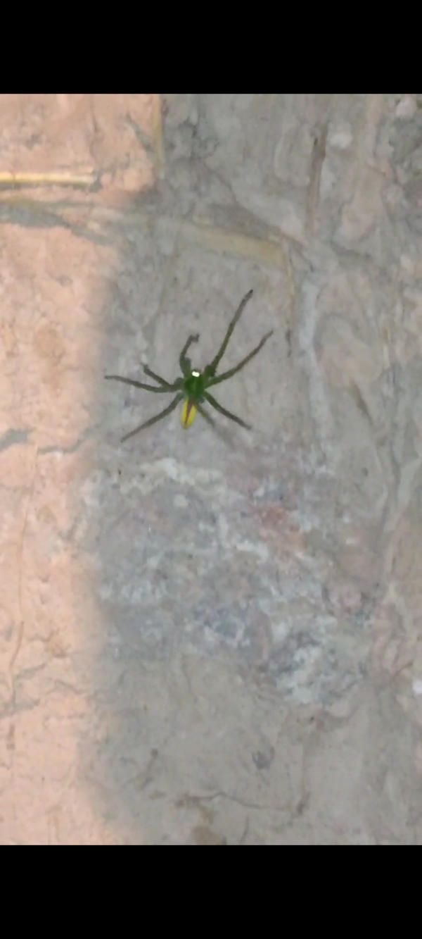 Зелёный паук с жёлтой попой и полоской на брюхе