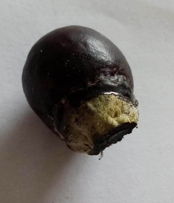 Чёрный гриб вырос на пеньке вместо шиитаке от Гавриш.