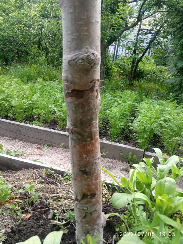 Ствол с пятнами